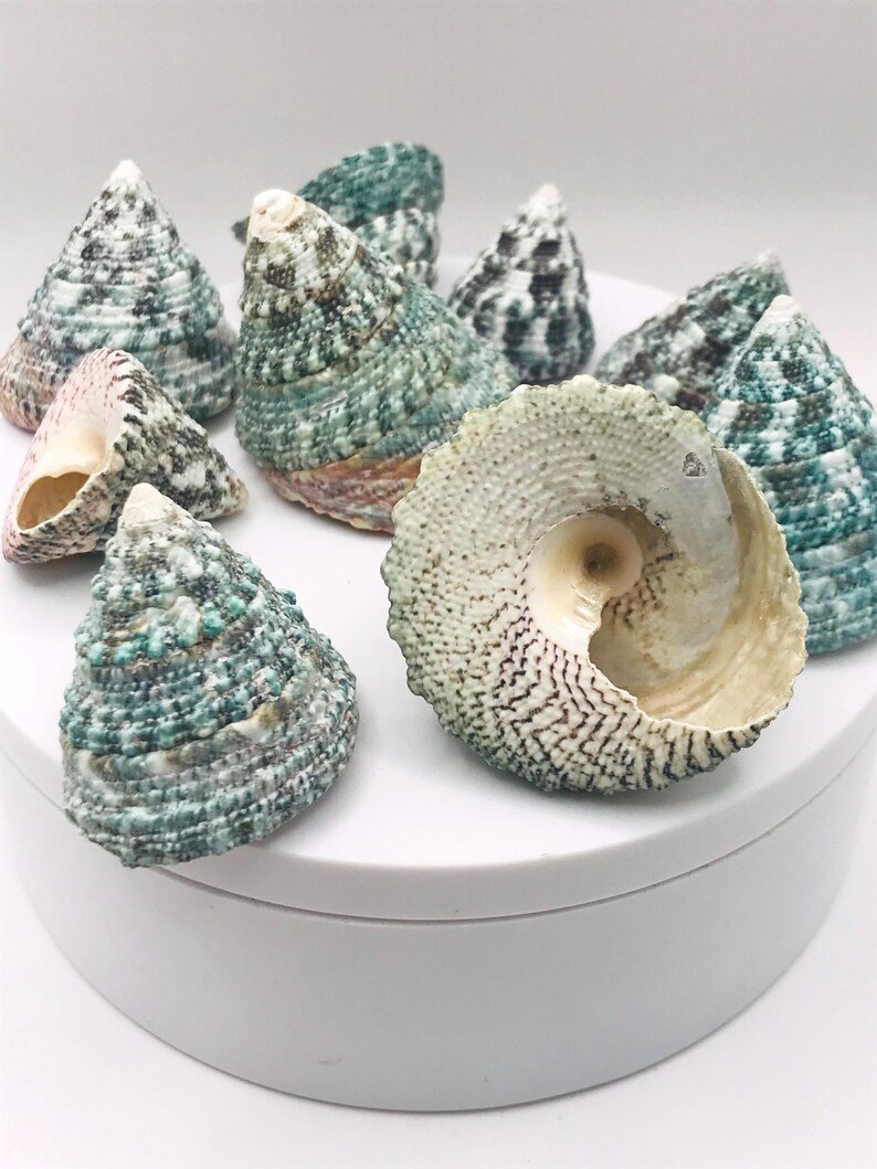 May include: A collection of cone-shaped seashells in shades of green, white, and brown. The shells have textured surfaces and varying patterns, with one shell open, revealing its interior. The shells are arranged on a white surface.
