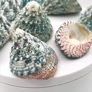 May include: A collection of sea shells with a variety of colors, including green, white, and brown. The shells have a textured surface and a conical shape. One shell is open, revealing a pink and white interior.