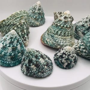May include: A collection of cone-shaped seashells with a textured surface. The shells display a mix of teal, white, and black patterns. The shells are arranged on a white surface, showcasing their natural beauty.