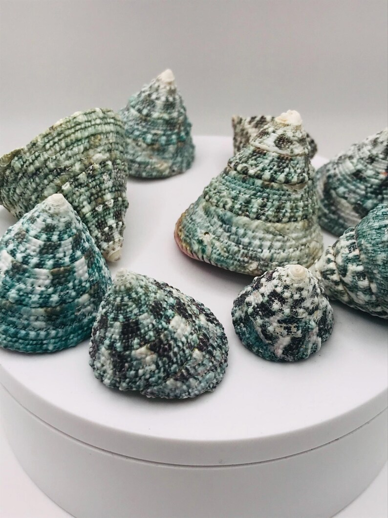May include: A collection of cone-shaped seashells with a textured surface. The shells display a mix of teal, white, and black patterns. The shells are arranged on a white surface, showcasing their natural beauty.