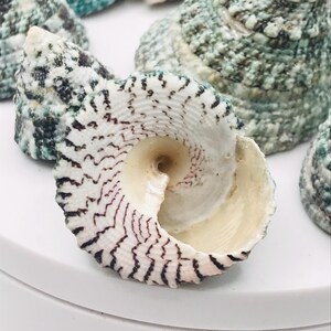 May include: Close-up of several sea shells. One shell is in focus, displaying a spiral pattern with black and white markings. Other shells in the background have a speckled green and white appearance. The shells are on a white surface.