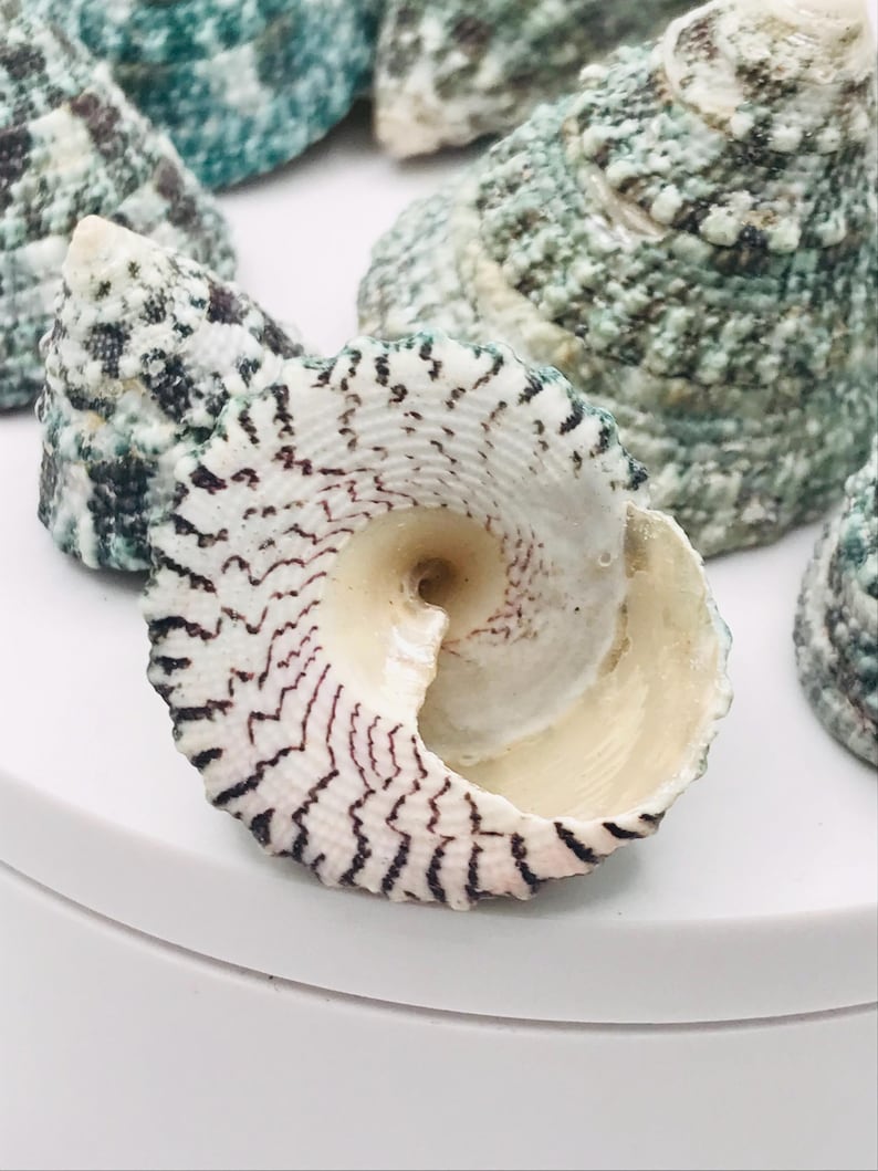 May include: Close-up of several sea shells. One shell is in focus, displaying a spiral pattern with black and white markings. Other shells in the background have a speckled green and white appearance. The shells are on a white surface.