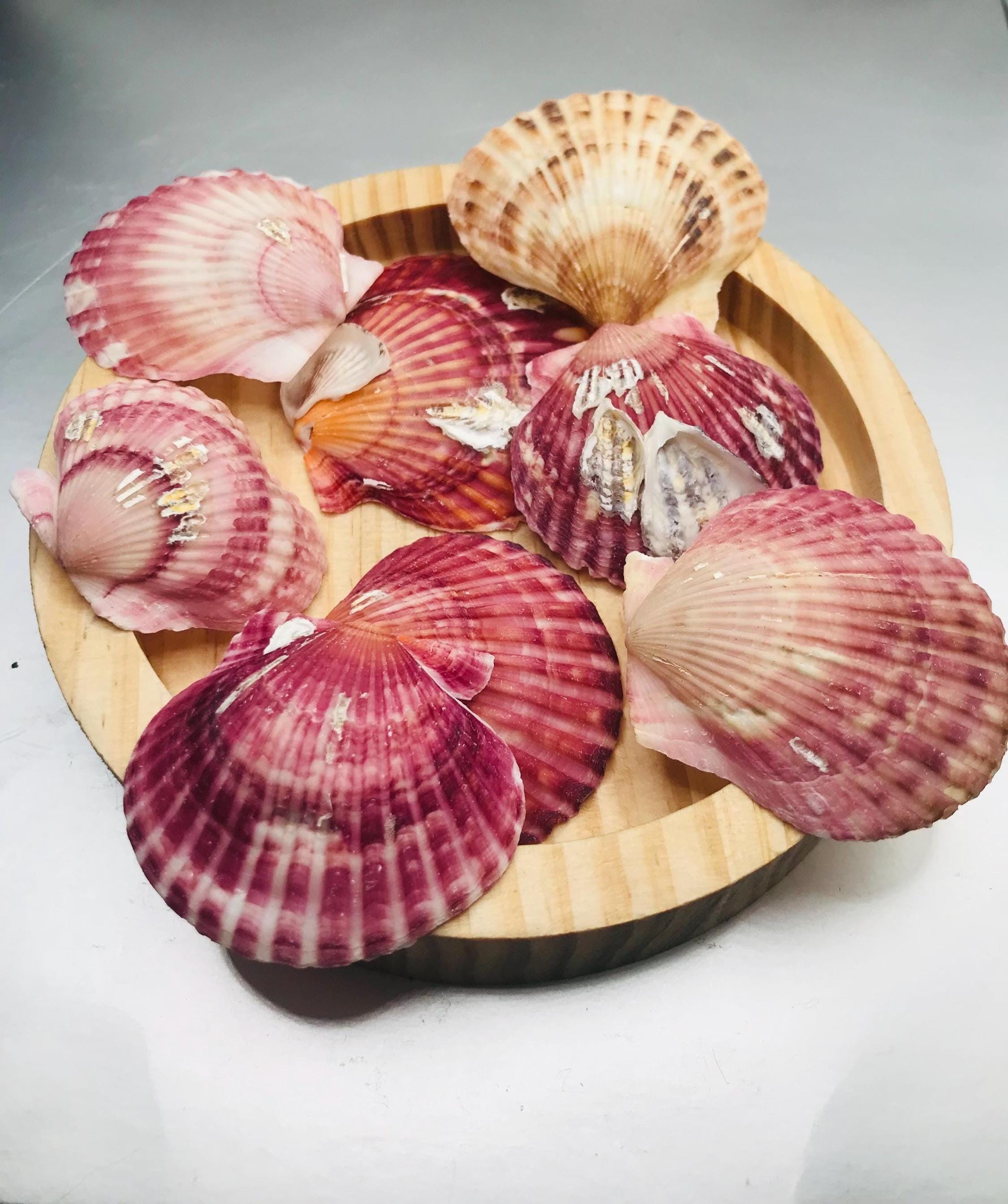 ピンクホタテ貝、天然貝殻 - Ark Clam Shells - クラフト用品 - Etsy 日本