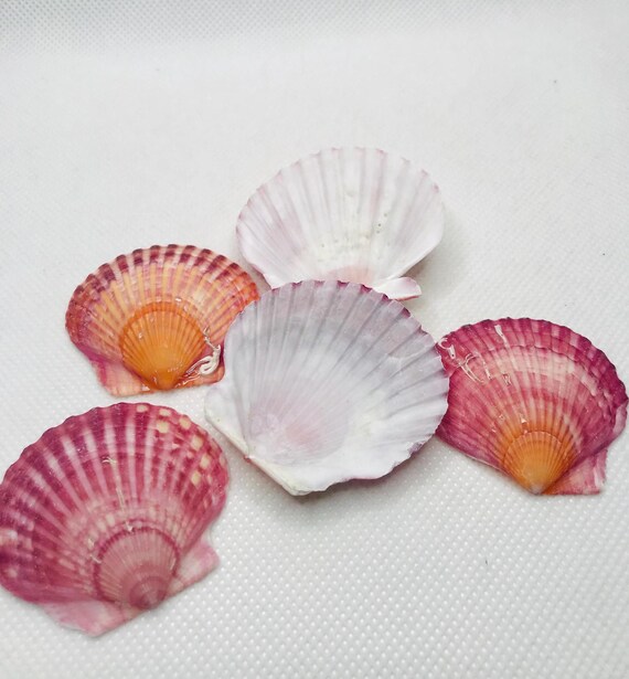 ピンクホタテ貝、天然貝殻 - Ark Clam Shells - クラフト用品 - Etsy 日本