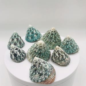 May include: A collection of nine sea shells with a conical shape. The shells have a textured surface with a mix of colors, including teal, green, white, and brown. They are arranged on a white, circular platform.