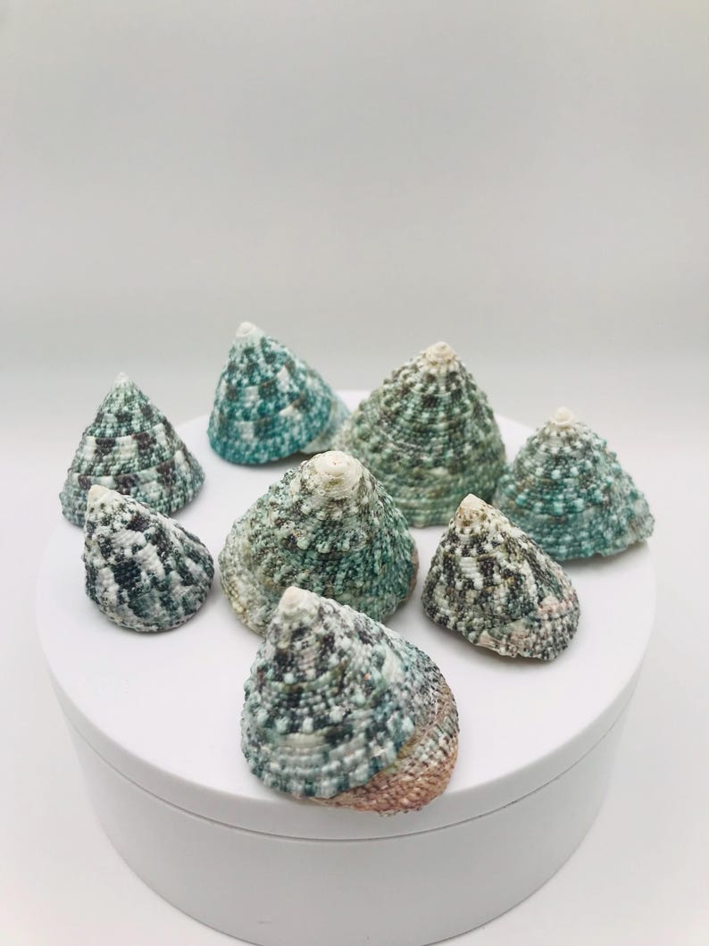 May include: A collection of nine sea shells with a conical shape. The shells have a textured surface with a mix of colors, including teal, green, white, and brown. They are arranged on a white, circular platform.