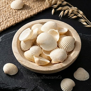 Conchas de almeja Cardita Gafrarium semiblancas - Conchas marinas naturales - Suministro de conchas marinas