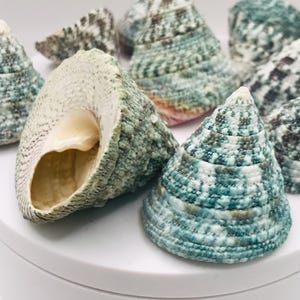 May include: A collection of sea shells with a conical shape and textured surfaces. The shells display a mix of colors, including teal, white, and hints of brown. One shell is open, revealing the interior. These shells are ideal for coastal decor or craft projects.
