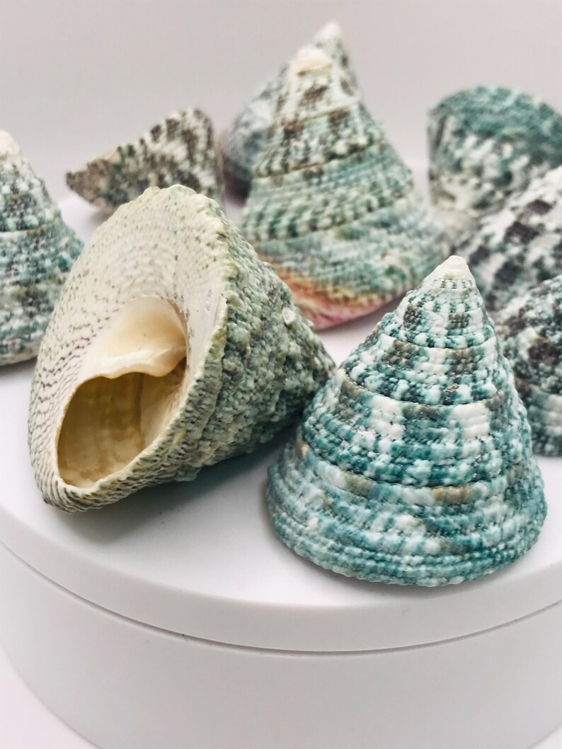 May include: A collection of sea shells with a conical shape and textured surfaces. The shells display a mix of colors, including teal, white, and hints of brown. One shell is open, revealing the interior. These shells are ideal for coastal decor or craft projects.