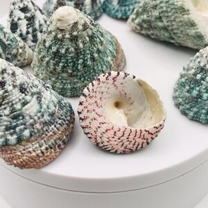 May include: A collection of sea shells in various sizes and colors. The shells are primarily green, white, and brown, with a spiral shell in the foreground featuring pink and brown accents. The shells are arranged on a white surface.