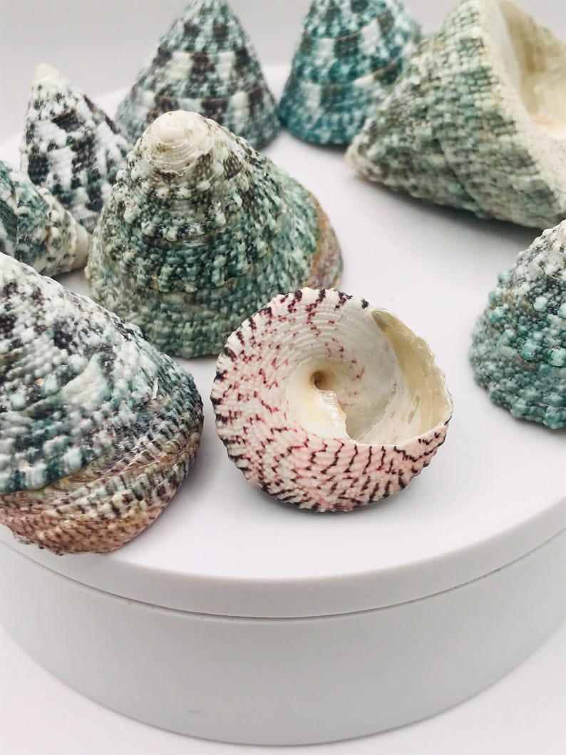 May include: A collection of sea shells in various sizes and colors. The shells are primarily green, white, and brown, with a spiral shell in the foreground featuring pink and brown accents. The shells are arranged on a white surface.