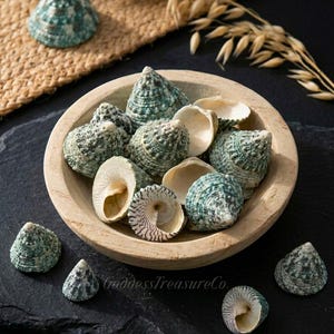 May include: A wooden bowl filled with various sea shells, some open, revealing the interior. The shells are primarily green and white, with a textured surface. Some shells are scattered around the bowl on a dark surface. The background includes a woven mat and dried wheat.