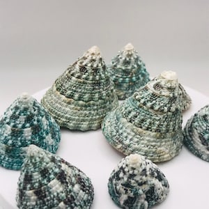 May include: A collection of cone-shaped seashells in shades of teal, green, and white. The shells have a textured surface and are arranged on a white surface. The shells vary in size and are a natural decorative item.