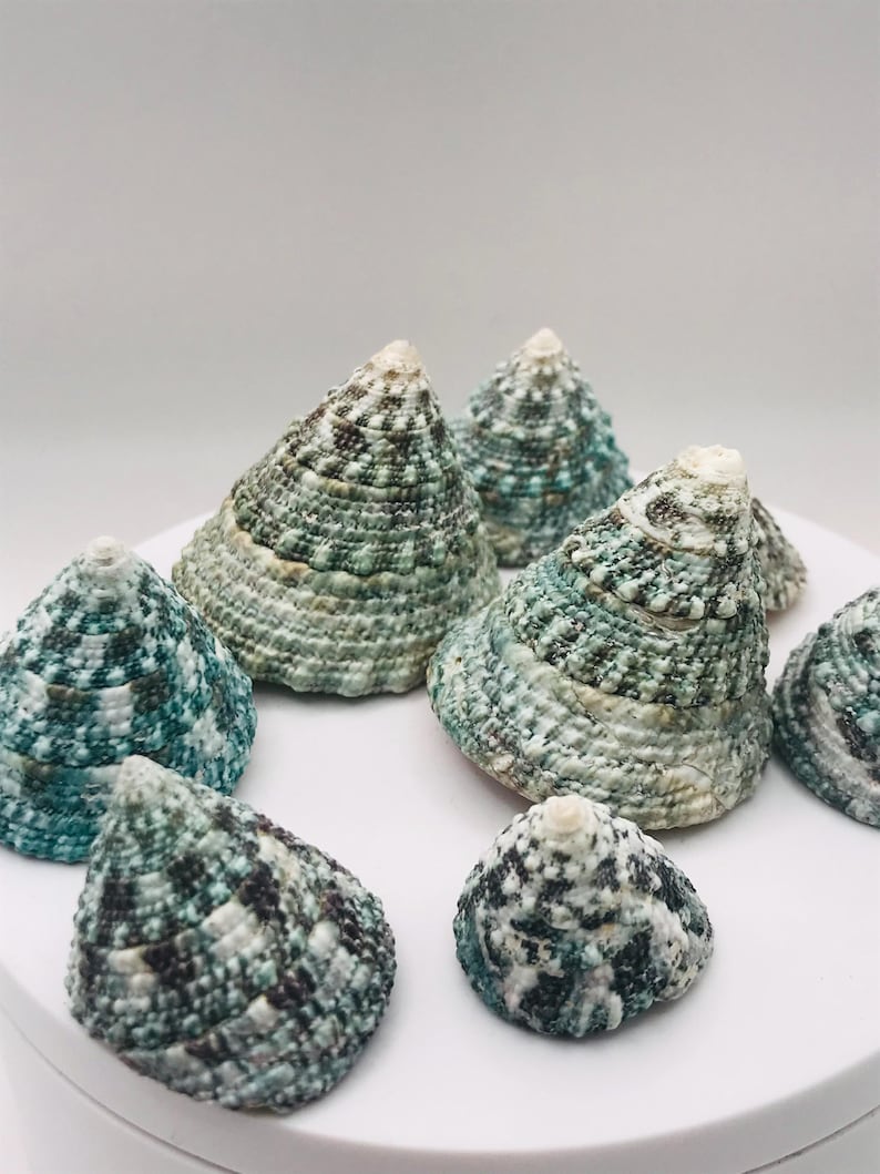 May include: A collection of cone-shaped seashells in shades of teal, green, and white. The shells have a textured surface and are arranged on a white surface. The shells vary in size and are a natural decorative item.