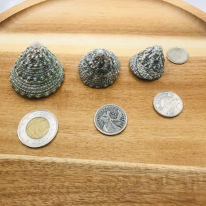 May include: Three sea shells with a textured, gray and green pattern, arranged on a wooden tray with several coins. The shells vary in size and shape. The coins are silver and gold.
