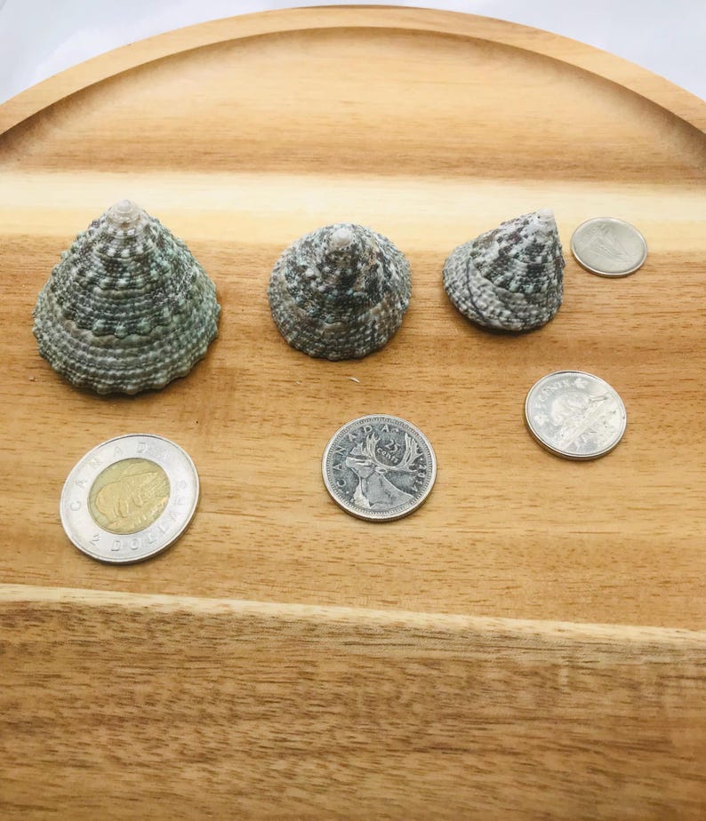 May include: Three sea shells with a textured, gray and green pattern, arranged on a wooden tray with several coins. The shells vary in size and shape. The coins are silver and gold.