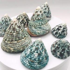 GREEN TROCA Seashells - Natural Cone Shaped Shells - Hermit Crab Shell - Seashell Supply image 8