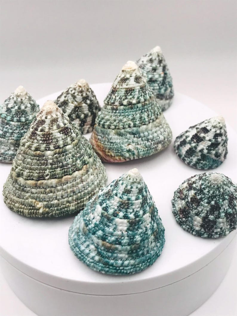 GREEN TROCA Seashells - Natural Cone Shaped Shells - Hermit Crab Shell - Seashell Supply image 8