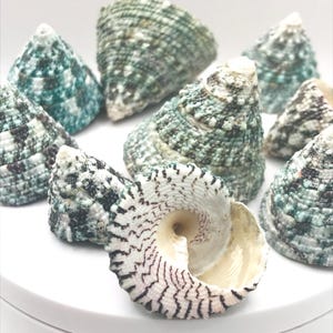 GREEN TROCA Seashells - Natural Cone Shaped Shells - Hermit Crab Shell - Seashell Supply image 2