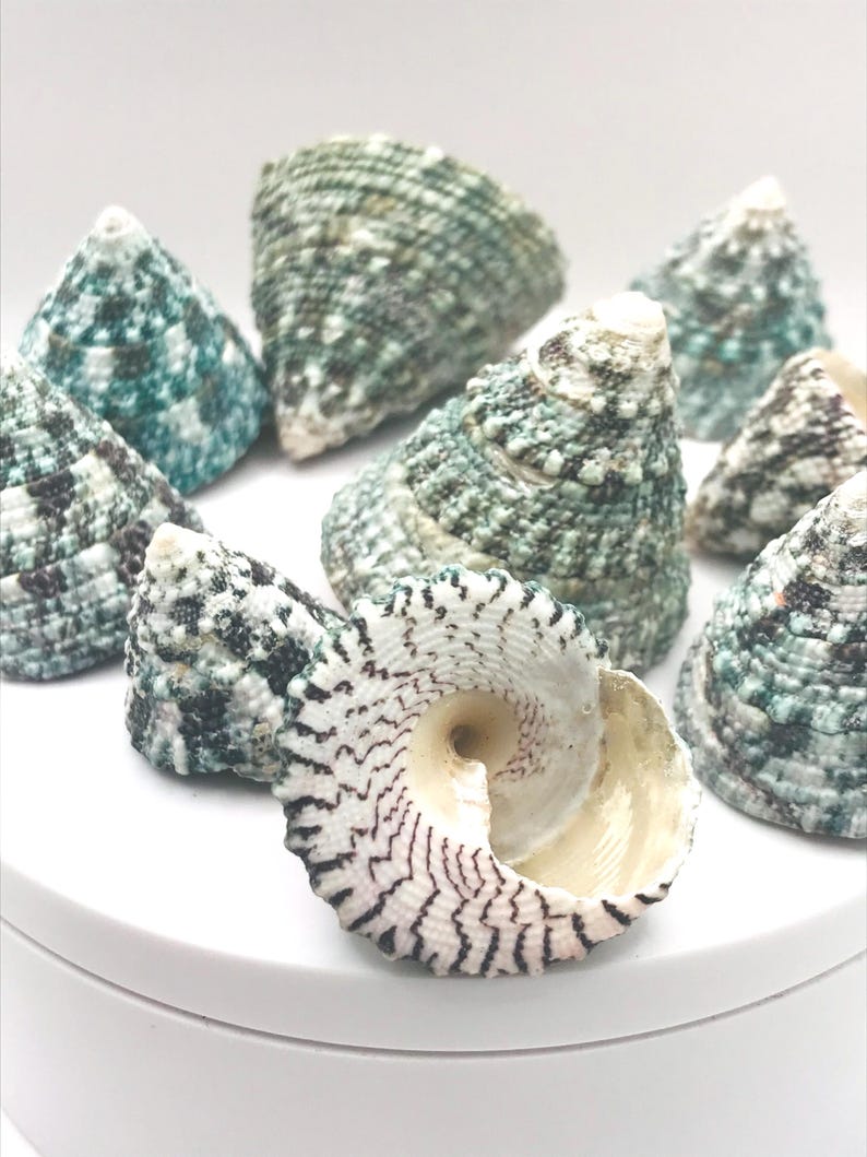 GREEN TROCA Seashells - Natural Cone Shaped Shells - Hermit Crab Shell - Seashell Supply image 2
