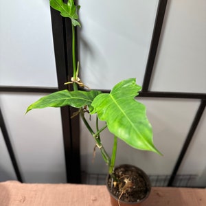 Philodendron Lacerum Plant 6 inch pot