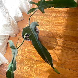 May include: A large, green leafy houseplant with large, wide leaves in a brown pot. The plant is growing in a room with a white lace curtain and hardwood floors.