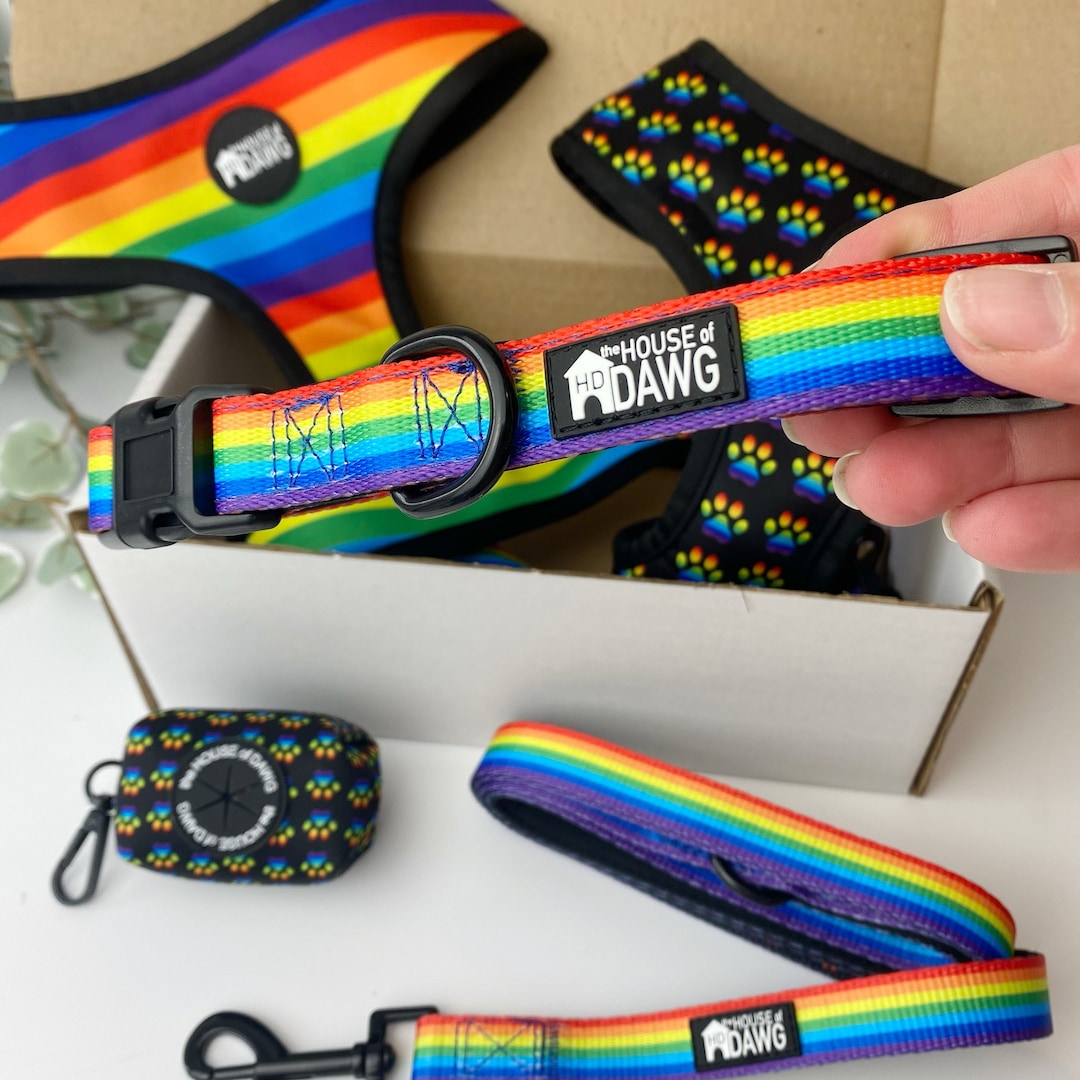Dog Collar Rainbow Dog Collar Pride Dog Collar LGBTQ Dog Collar Bright