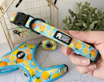 Dog Collar | Juicy Dog Collar | Fruity Dog Collar | Blue Dog Collar | Bright dog Collar | Designer Dog Collar