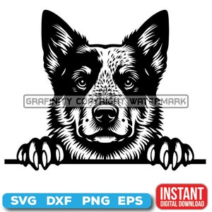 Peeking Dogs SVG, AUSTRALIAN CATTLE Peeking Paws, Cute Dog Breed, K-9 Animal, Pet Puppy Canine , Digital download
