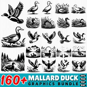 Puede incluir: Una colección de gráficos de patos ánades reales en blanco y negro. Las imágenes incluyen patos en varias poses, como volando, nadando y de pie. El texto "160+ MALLARD DUCK GRAPHICS BUNDLE" se muestra en la parte inferior.
