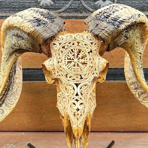 BIG RAM skull carving with beautiful horn - carved HUGE ram skull with horn carving.
