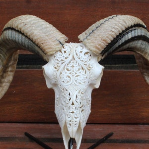 Carved ram skull home decor - REAL HAND carved sheep skull with horn | real ram skull decor.