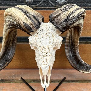 BIG RAM skull carving with beautiful horn - carved ram skull with horn carving.