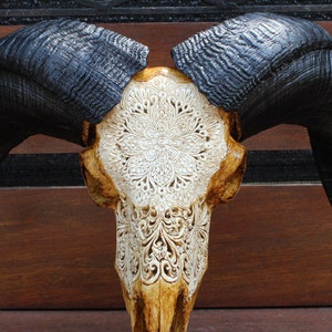 Carved ram skull - REAL hand carved ram skull mandala motif.