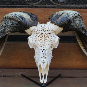 BIG RAM skull carving with beautiful horn - carved HUGE ram skull with horn carving.