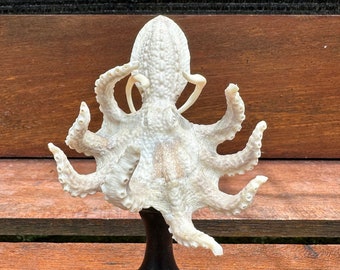 Antler carving, Hand carved deer antler, octopus hand carving for decoration.