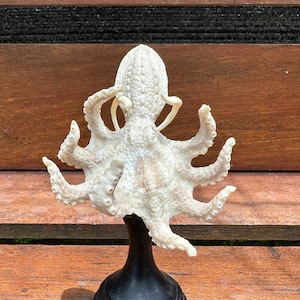 Antler carving, Hand carved deer antler, octopus hand carving for decoration.