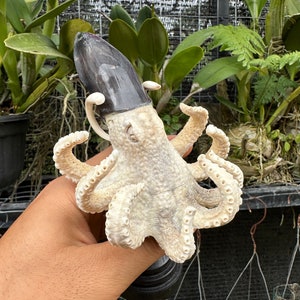 Antler carving, Hand carved deer antler, cuttlefish hand carving for decoration.