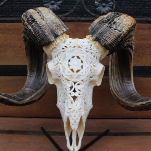 BIG RAM skull carving with beautiful horn - carved ram skull with horn carving.