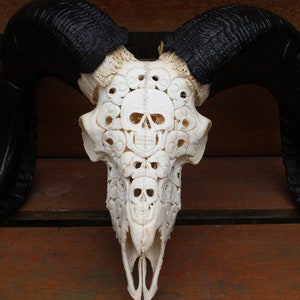 Carved ram skull home decor - REAL HAND carved sheep skull with horn | real ram skull decor.