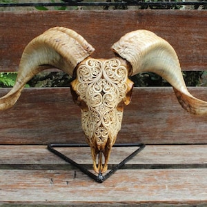 Carved ram skull - REAL hand carved ram skull util pattern motif.