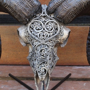 CARVED Ram skull - REAL hand carved ram skull decor, ram skull carving with horn.