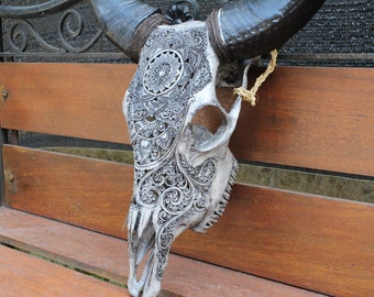 水牛の頭骨 水牛 スカルホーン - 頭骨・骨格標本・剥製販売 【Core-Box】