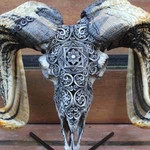 BIG RAM skull carving with beautiful horn - carved HUGE ram skull with horn carving.