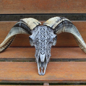 Carved ram skull - REAL hand carved ram skull with pattern motif.