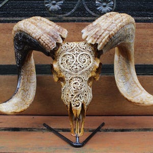 BIG RAM skull carving with special beautiful horn - carved HUGE ram skull with horn carving.