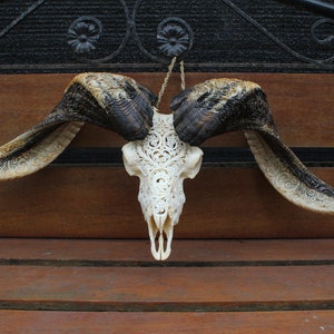 BIG RAM skull carving with long horn - carved ram skull with horn carving.