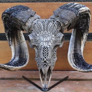 BIG RAM skull carving with beautiful horn - carved HUGE ram skull with horn carving.