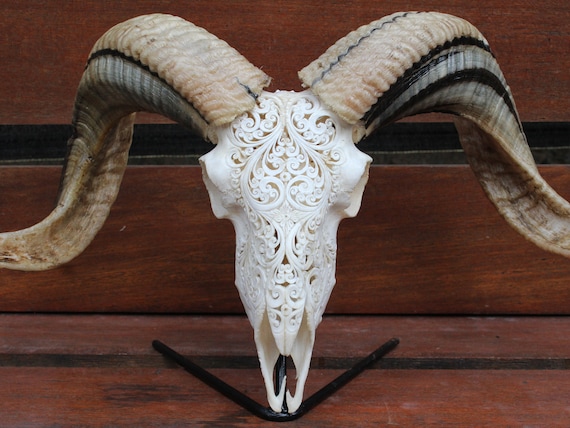 【貴重】羊 頭骨 巻角 4本角の羊の頭骨 - 頭骨・骨格標本・剥製販売 【Core-Box】