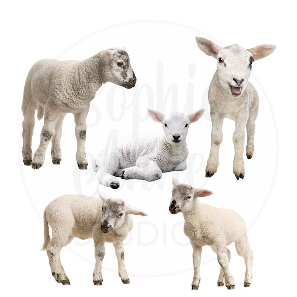 Lamb PNG Photo Overlays 5 Lamb PNGs Digital Download Files - Sheep Clipart Clip Art - Transparent Background